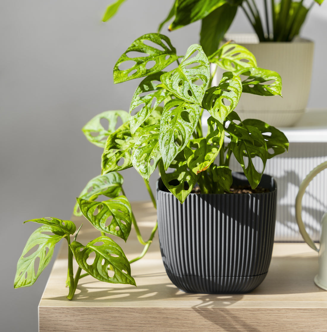 De Kracht van Planten in je Interieur